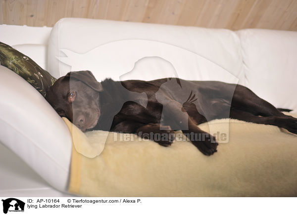 liegender Labrador Retriever / lying Labrador Retriever / AP-10164