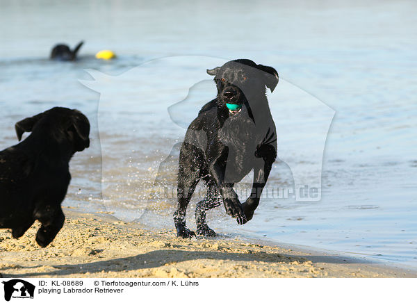 playing Labrador Retriever / KL-08689