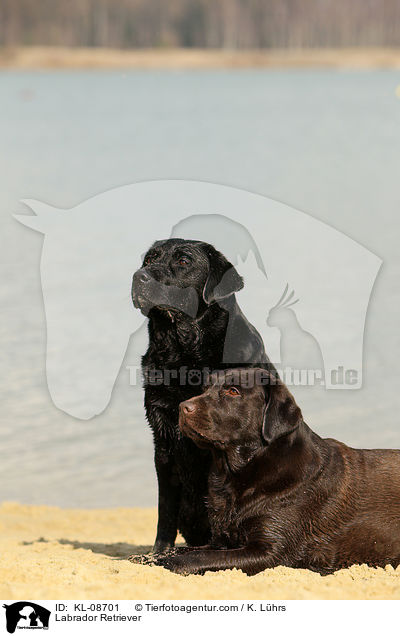 Labrador Retriever / KL-08701