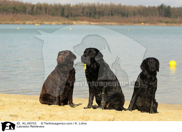 Labrador Retrievers / KL-08703