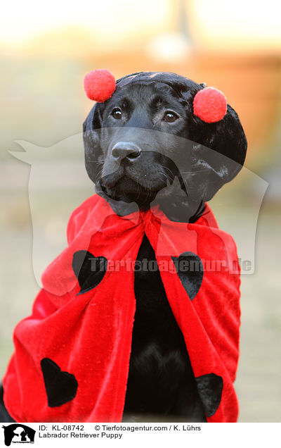 Labrador Retriever Welpe / Labrador Retriever Puppy / KL-08742