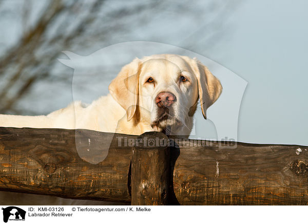 Labrador Retriever / Labrador Retriever / KMI-03126