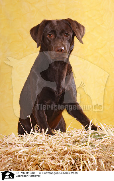 Labrador Retriever / VM-01230
