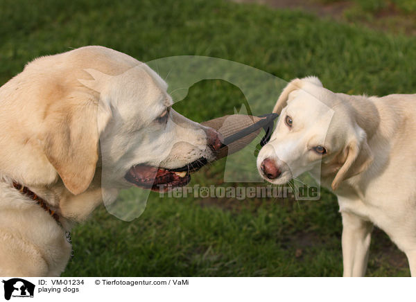 playing dogs / VM-01234