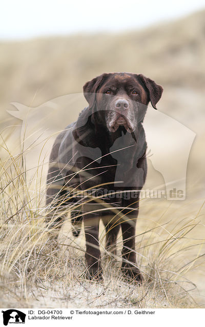 Labrador Retriever / DG-04700