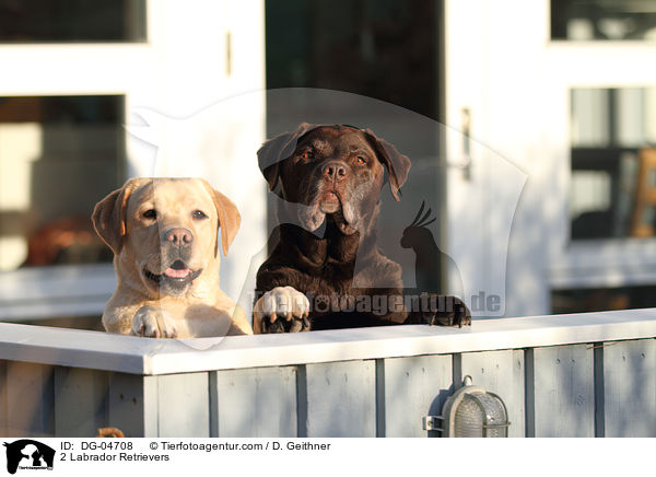 2 Labrador Retriever / 2 Labrador Retrievers / DG-04708