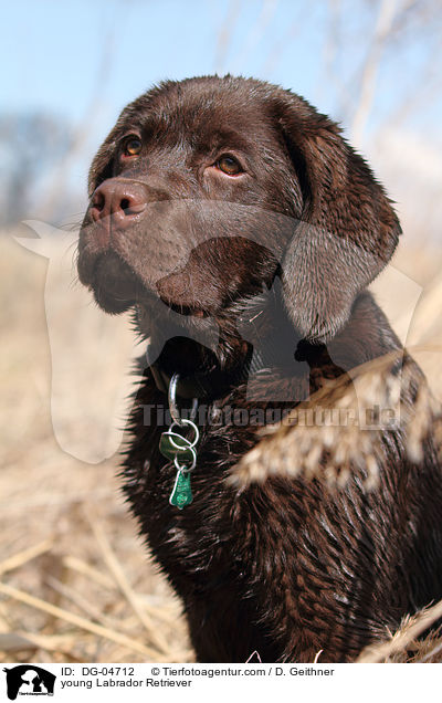 young Labrador Retriever / DG-04712
