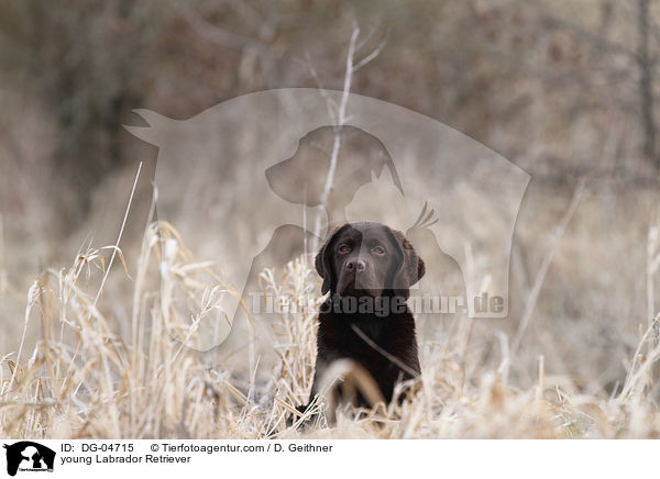 young Labrador Retriever / DG-04715