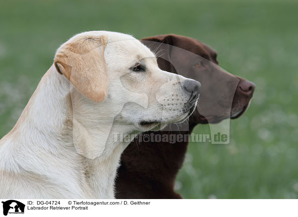 Labrador Retriever Portrait / DG-04724