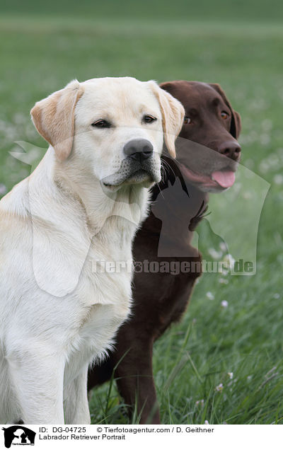 Labrador Retriever Portrait / DG-04725