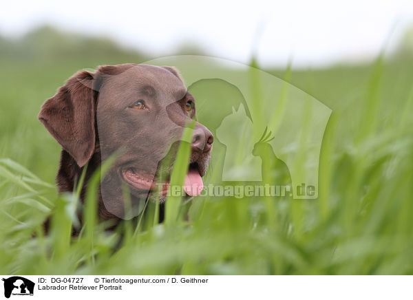 Labrador Retriever Portrait / DG-04727