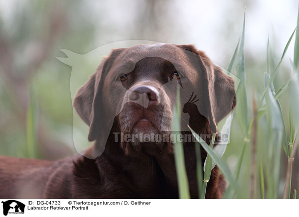 Labrador Retriever Portrait / DG-04733