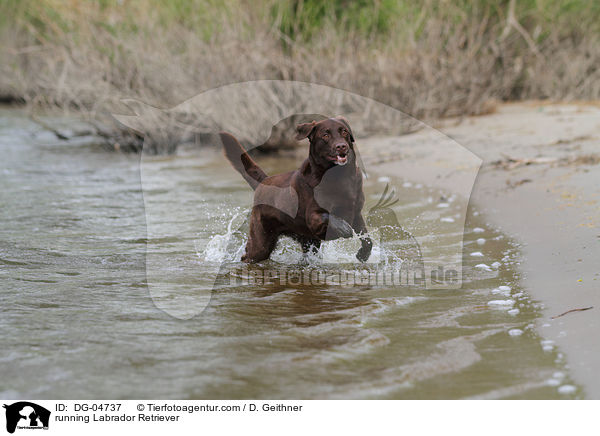 running Labrador Retriever / DG-04737