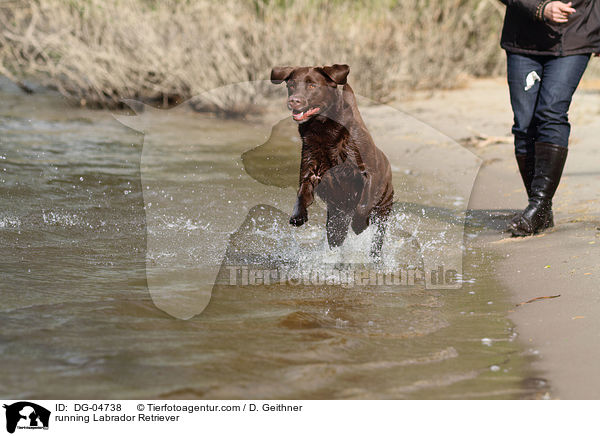 running Labrador Retriever / DG-04738