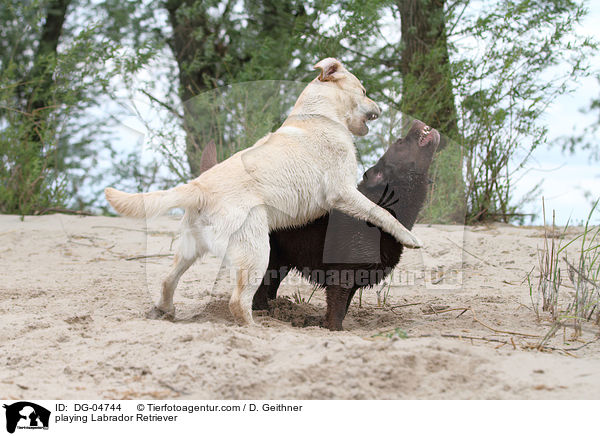 playing Labrador Retriever / DG-04744