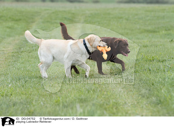 playing Labrador Retriever / DG-04752