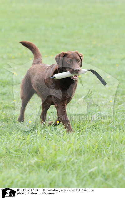 playing Labrador Retriever / DG-04753