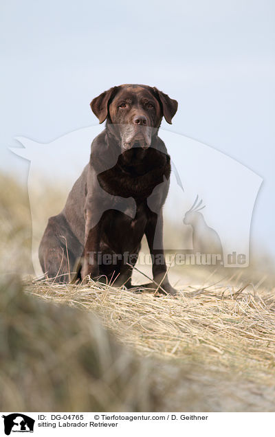 sitting Labrador Retriever / DG-04765
