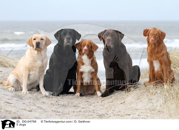 5 dogs / DG-04766