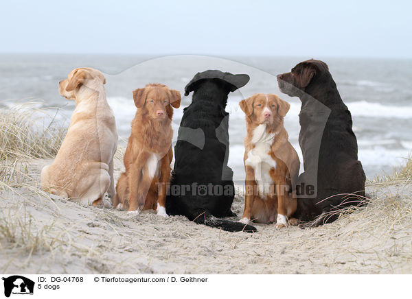 5 dogs / DG-04768