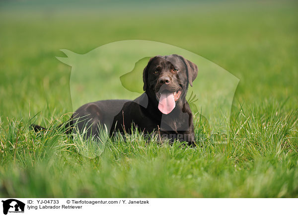 lying Labrador Retriever / YJ-04733