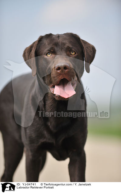 Labrador Retriever Portrait / YJ-04741