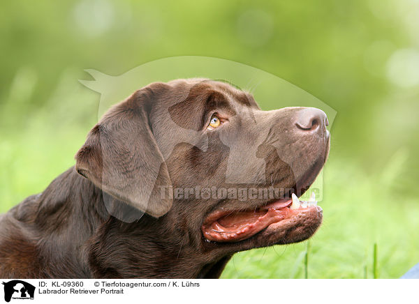 Labrador Retriever Portrait / KL-09360