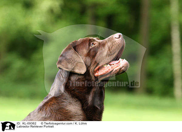 Labrador Retriever Portrait / KL-09362