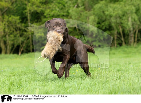 retrieving Labrador Retriever / KL-09364
