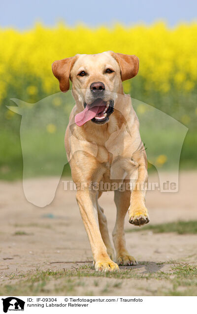 rennender Labrador Retriever / running Labrador Retriever / IF-09304