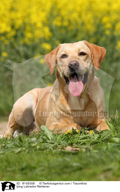 liegender Labrador Retriever / lying Labrador Retriever / IF-09308