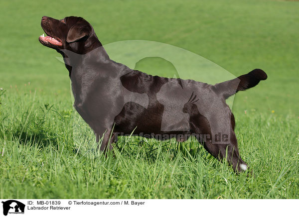 Labrador Retriever / MB-01839
