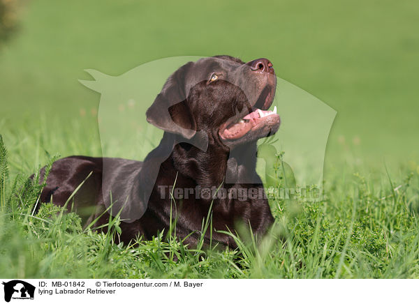 lying Labrador Retriever / MB-01842