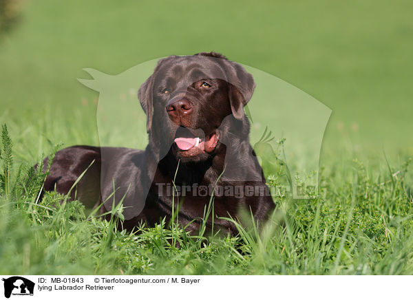 lying Labrador Retriever / MB-01843