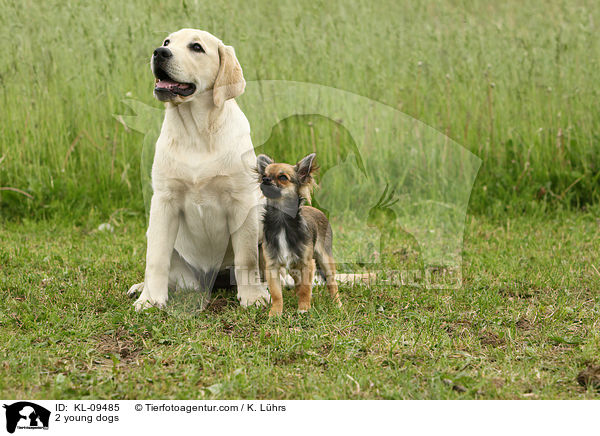 2 young dogs / KL-09485