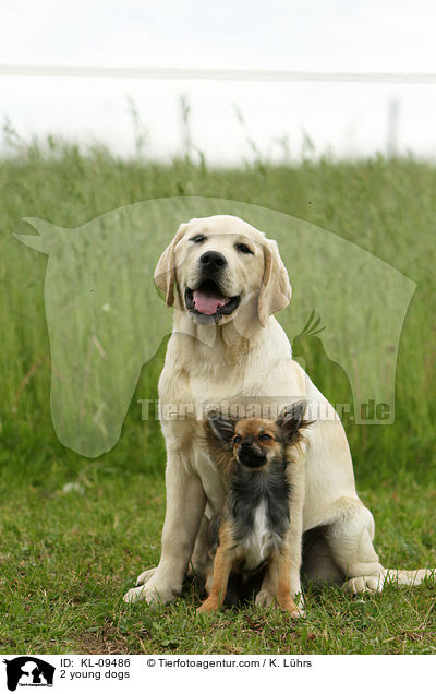2 young dogs / KL-09486