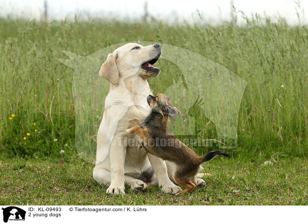 2 young dogs / KL-09493