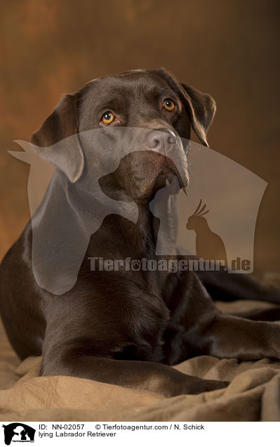 lying Labrador Retriever / NN-02057