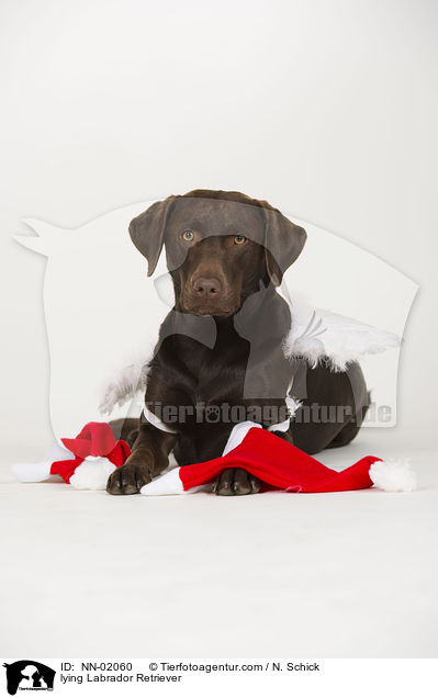 lying Labrador Retriever / NN-02060