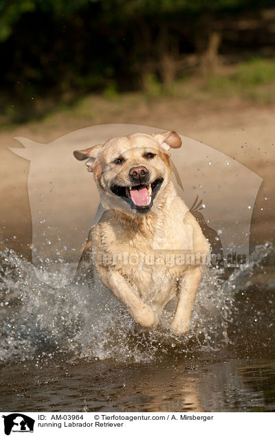running Labrador Retriever / AM-03964
