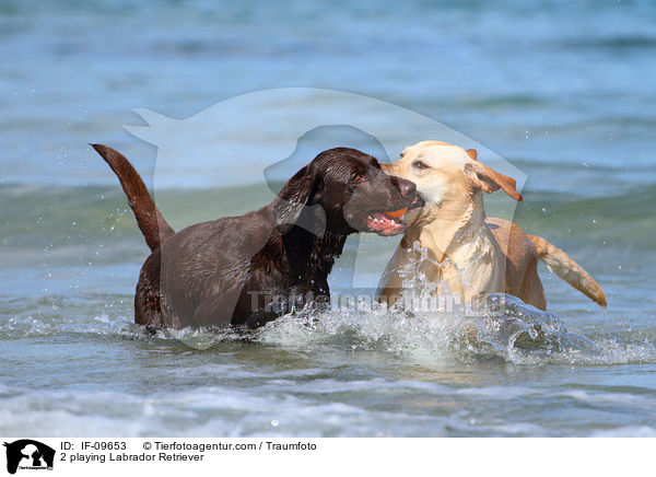 2 playing Labrador Retriever / IF-09653