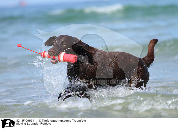 playing Labrador Retriever / IF-09664