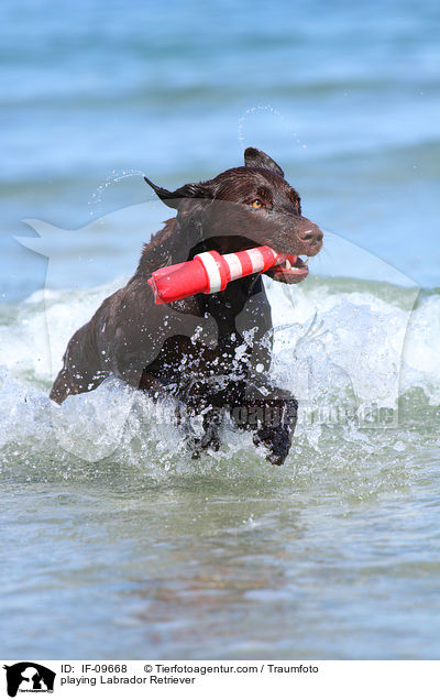 playing Labrador Retriever / IF-09668