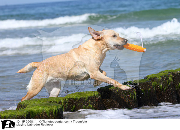 spielender Labrador Retriever / playing Labrador Retriever / IF-09681