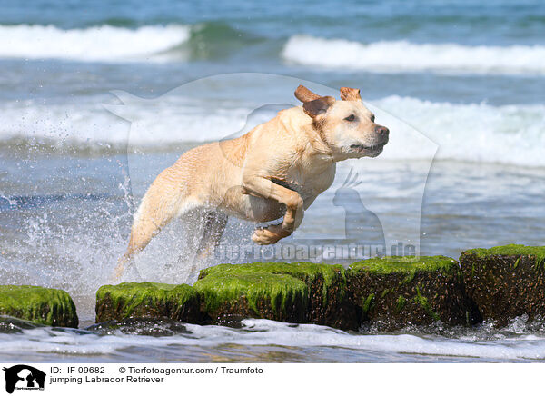 jumping Labrador Retriever / IF-09682