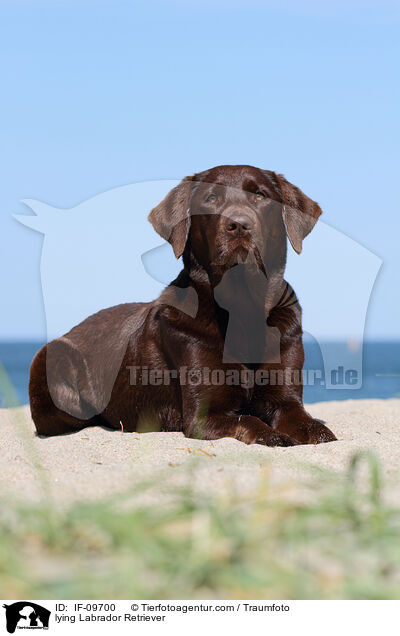lying Labrador Retriever / IF-09700