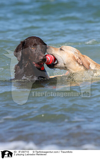 2 playing Labrador Retriever / IF-09710