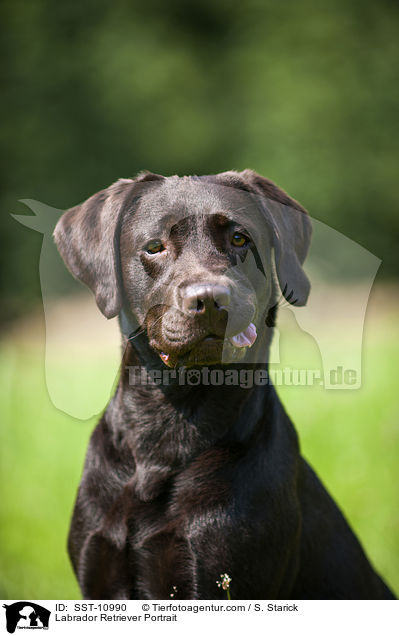 Labrador Retriever Portrait / SST-10990