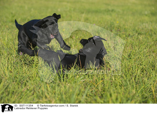 Labrador Retriever Puppies / SST-11354