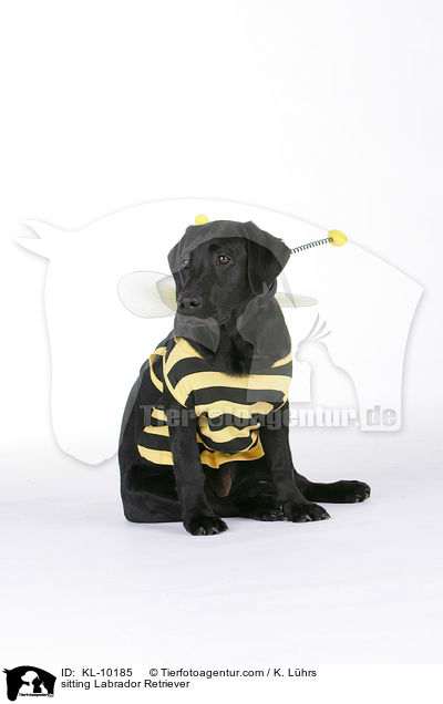 sitting Labrador Retriever / KL-10185